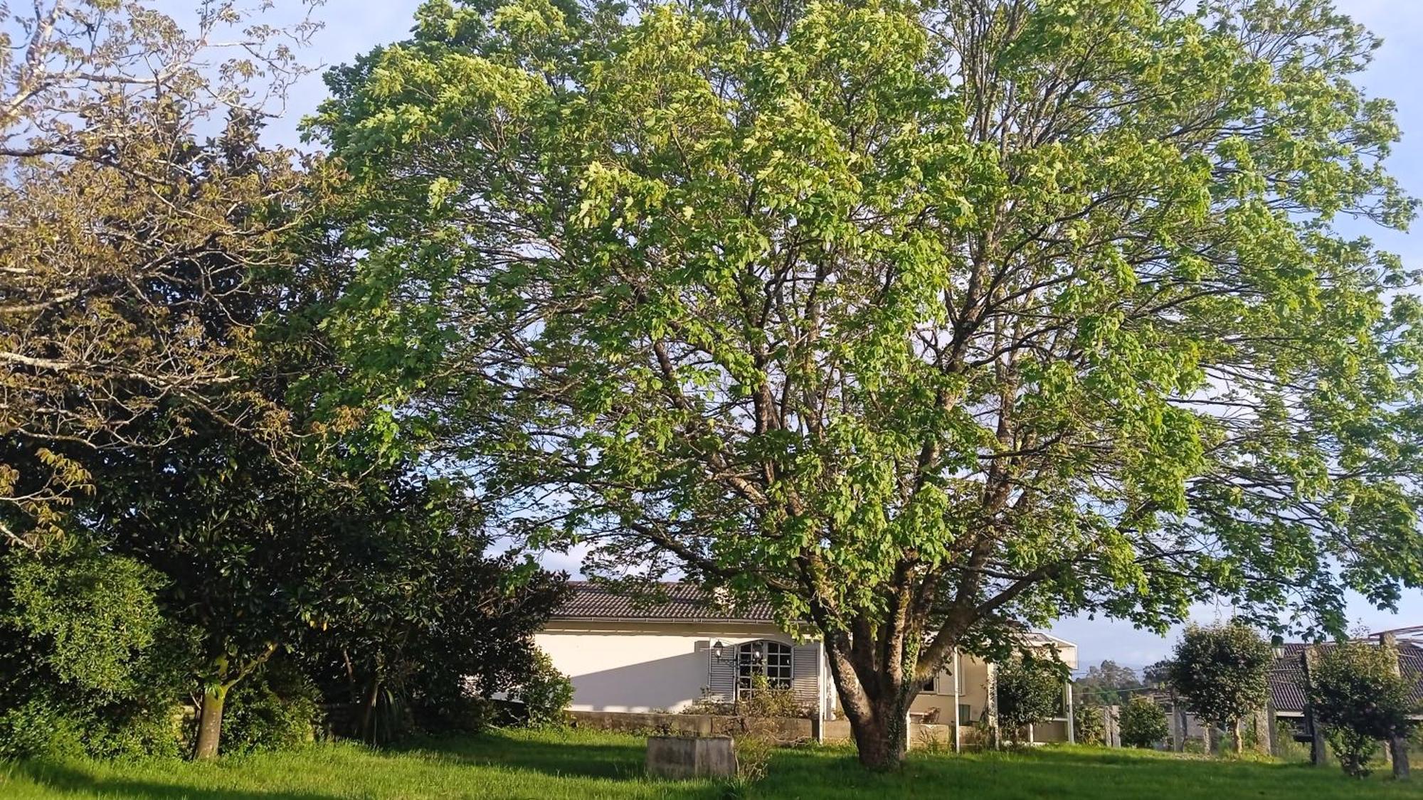 La Maison D'Abelleira Ponteareas Ngoại thất bức ảnh